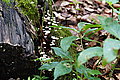 Bernhard Saalfeld - DSC03390.JPG