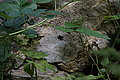 Bernhard Saalfeld - DSC03391.JPG