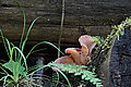 Bernhard Saalfeld - DSC03454.JPG