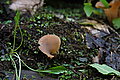 Bernhard Saalfeld - DSC03457.JPG