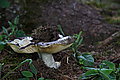 Bernhard Saalfeld - DSC03467.JPG