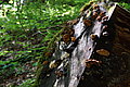 Bernhard Saalfeld - DSC03492.JPG