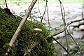 Bernhard Saalfeld - DSC03503.JPG