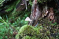 Bernhard Saalfeld - DSC03516.JPG