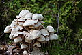 Bernhard Saalfeld - DSC03522.JPG