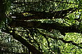 Bernhard Saalfeld - DSC03565.JPG