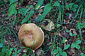 Bernhard Saalfeld - DSC03569.JPG