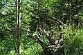 Bernhard Saalfeld - DSC03572.JPG