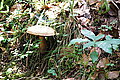 Bernhard Saalfeld - DSC03580.JPG