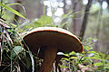 Bernhard Saalfeld - DSC03582.JPG