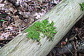Bernhard Saalfeld - DSC03586.JPG