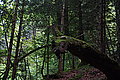 Bernhard Saalfeld - DSC03588.JPG