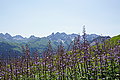 Bernhard Saalfeld - DSC03656.JPG