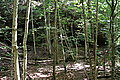 Bernhard Saalfeld - DSC03713.JPG