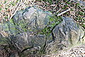Bernhard Saalfeld - DSC03717.JPG