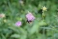 Bernhard Saalfeld - DSC03734.JPG