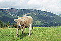 Bernhard Saalfeld - DSC03781.JPG