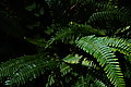 Bernhard Saalfeld - DSC03800.JPG