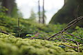 Bernhard Saalfeld - DSC03805.JPG
