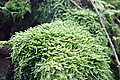 Bernhard Saalfeld - DSC03806.JPG