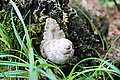 Bernhard Saalfeld - DSC03817.JPG