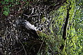 Bernhard Saalfeld - DSC03821.JPG