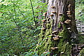Bernhard Saalfeld - DSC03823.JPG