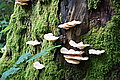 Bernhard Saalfeld - DSC03824.JPG