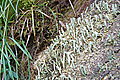 Bernhard Saalfeld - DSC03825.JPG