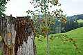 Bernhard Saalfeld - DSC03884.JPG