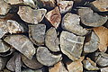 Bernhard Saalfeld - DSC03895.JPG