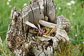 Bernhard Saalfeld - DSC03940.JPG