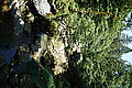 Bernhard Saalfeld - DSC03977.JPG
