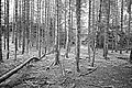 Bernhard Saalfeld - L1003165.JPG