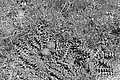 Bernhard Saalfeld - L1003227.JPG