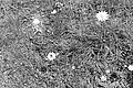Bernhard Saalfeld - L1003228.JPG