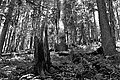 Bernhard Saalfeld - L1003234.JPG