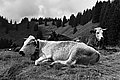 Bernhard Saalfeld - L1003239.JPG