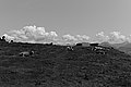 Bernhard Saalfeld - L1003246.JPG