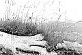 Bernhard Saalfeld - L1003267.JPG