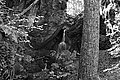 Bernhard Saalfeld - L1003334.JPG