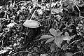 Bernhard Saalfeld - L1003346.JPG
