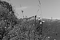 Bernhard Saalfeld - L1003364.JPG