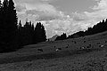Bernhard Saalfeld - L1003483.JPG
