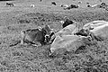 Bernhard Saalfeld - L1003484.JPG