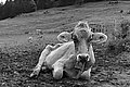 Bernhard Saalfeld - L1003486.JPG