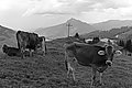 Bernhard Saalfeld - L1003501.JPG