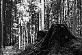 Bernhard Saalfeld - L1003504.JPG