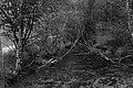Bernhard Saalfeld - L1003549.JPG