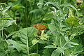 Bernhard Saalfeld - DSC06546.JPG